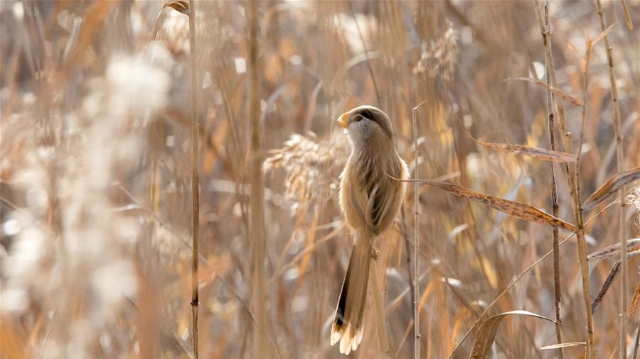 山東高青:“鳥中熊貓”濕地過冬