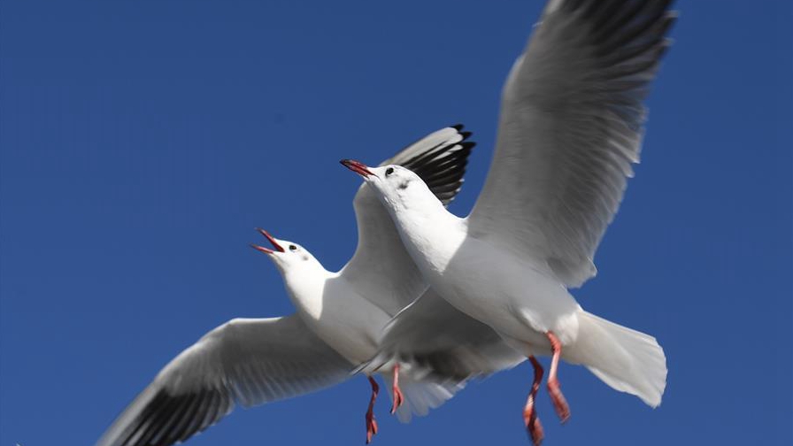 云南昆明:鷗舞春城