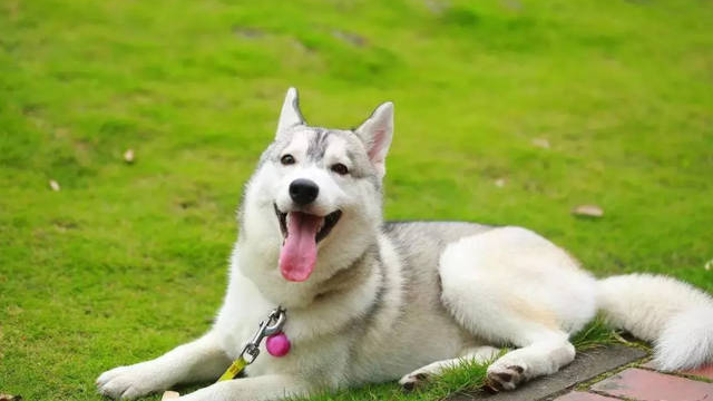 招貓逗狗分季節,春季養護更關鍵