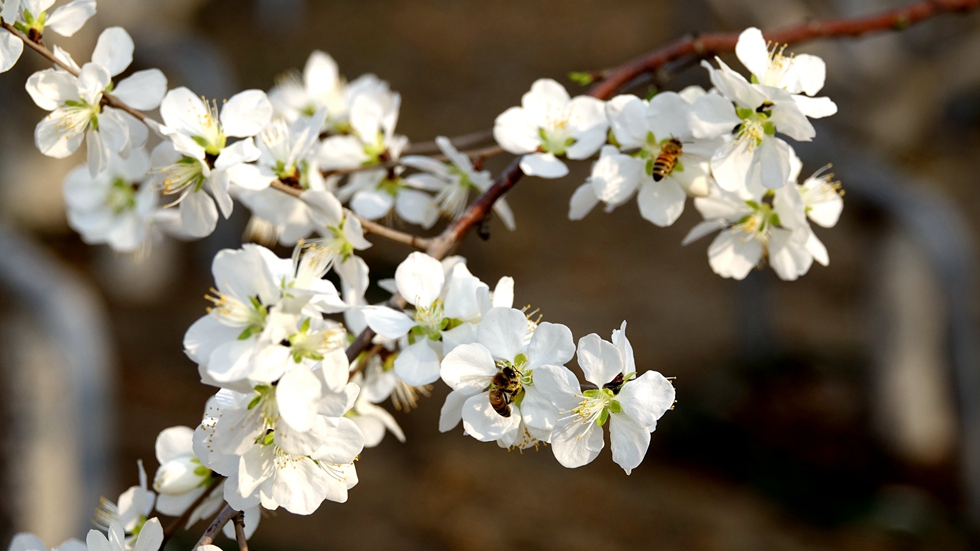 綻放在春天里的雄安
