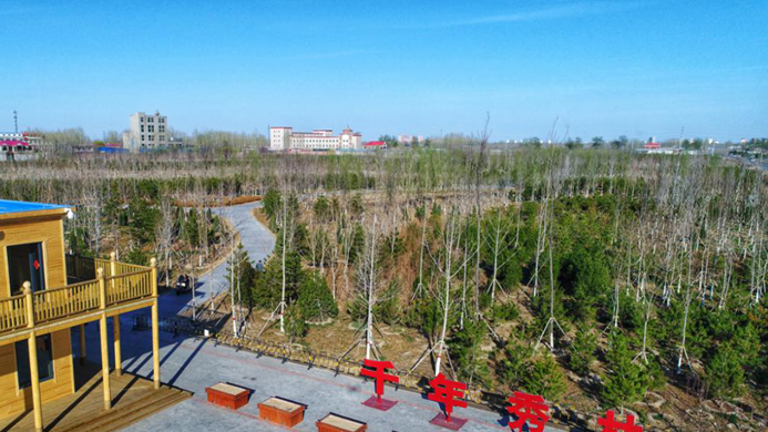 千年秀林,這樣茁壯成長