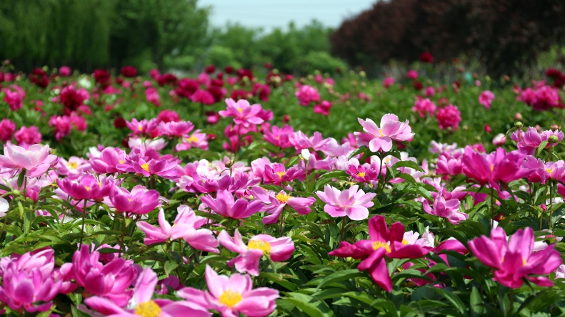 邯鄲廣平:芍藥盛開引客來