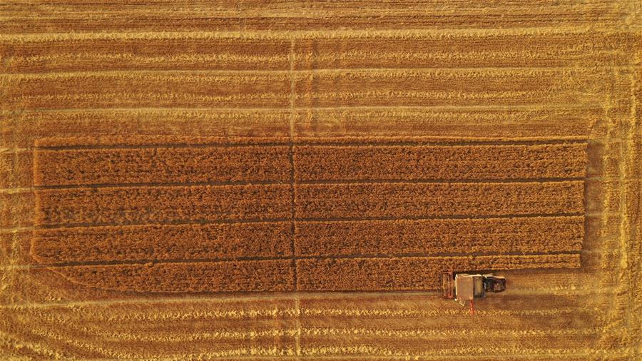 雄安新區(qū):麥子熟了