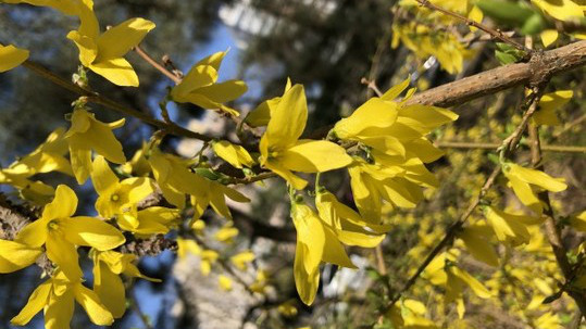 秋風吹 你準備好登高賞楓了嗎？