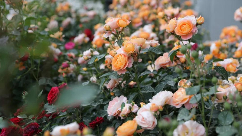 雄安市民服務中心的初夏，藏不住了！