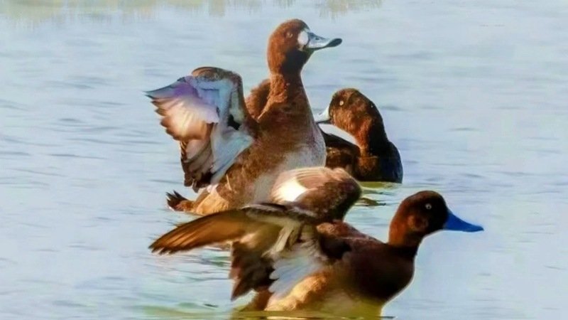 百姓看聯(lián)播丨白洋淀野生鳥(niǎo)類(lèi)又“上新”